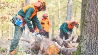 Ein Forstwirt zersägt im Wald einen Baumstamm mit der Kettensäge. Zwei Kollegen helfen ihm dabei.