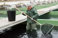 Eine Fischwirtin holt mit dem Kescher Störe aus einem Zuchtbecken.