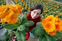 Eine Gärtnerin zeigt im Gewächshaus blühende Primeln für die Bepflanzung von Balkonkästen und Vorgärten.