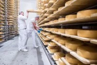 Zwei Milchtechnologen überprüfen in der Gläsernen Molkerei in Münchehofe die Reifung der Käselaibe.