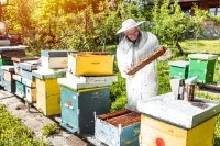 Ein Imker kontrolliert eine Honigwabe voller Bienen.