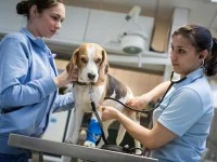 Eine Tiermedizinische Fachangestellte und eine Tierärztin untersuchen in der Tierklinik einen Beagle wegen Verdacht auf Vergiftung.
